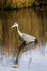 Graureiher auf Fischsuche im Teich, von rechts nach links gehend