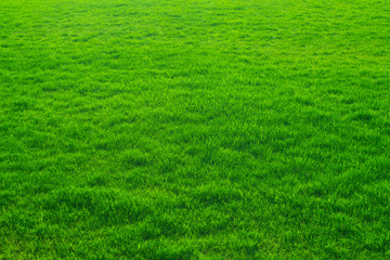Green grass texture, background.