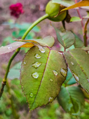 leaf with drops of water