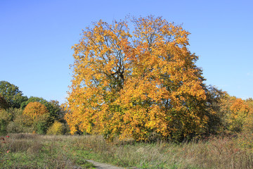 Autumn landscape in the forest.