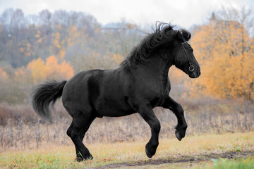 Fototapeta na wymiar black horse in the Park
