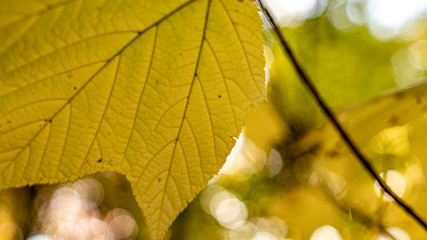 autumn leaves on a background