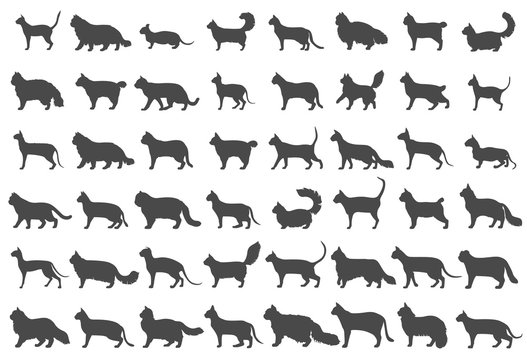 Cat breeds icon set flat style isolated on white. Cartoon silhouettes cats characters collection