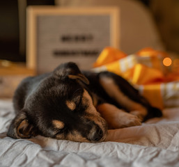 cute puppy laying in the bed with with lights and gift boxes