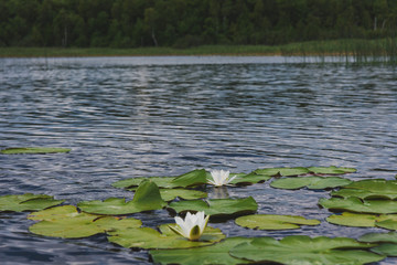 Landscape evening with sunset on a lake with lilies, with beautiful sky in summer season	