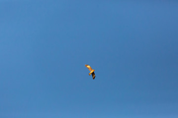 Flying Milvago Caracara (Tiuque) Latin Name: Milvago Chimango. Tongoy. Chile