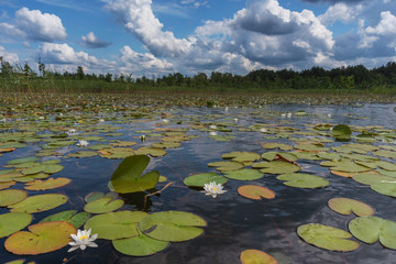 Landscape evening with sunset on a lake with lilies, with beautiful sky in summer season	