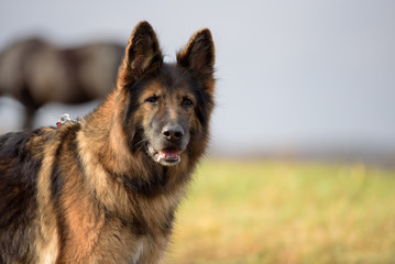 german shepherd