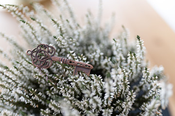 Romantic copper metallic key against a background of white heathers.