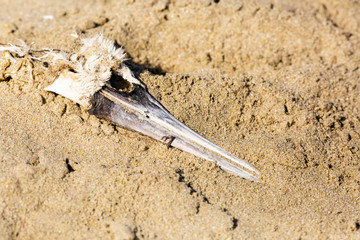 Peruvian Booby Skeleton  (Piquero Común) Latin Name Sula Variegata. Tongoy. Chile