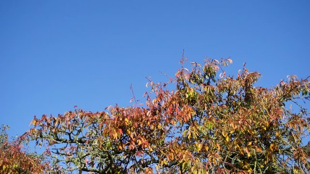 Jardin automnal