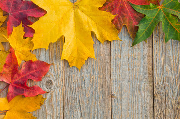 Naklejka na ściany i meble Maple leaves in autumn colors on wooden background