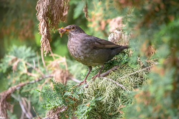 The female blackbird, Turdus merula, collects food for her chicks. Blackbird among branches of a thuja tree.