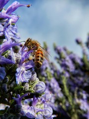 ape sulla siepe di rosmarino fiorita