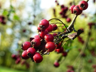 bacche rosse autunnali