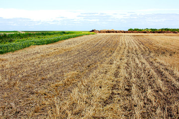 Fototapeta na wymiar cleaned field leaving in rows to the horizon. Autumn after harvest.