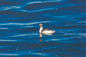 Silvery Grebe (Blanquillo Común) Latin Name: Podiceps Occipitalis