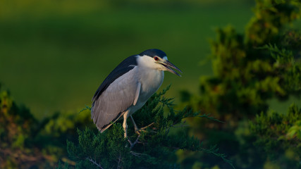 A colorful Black-crowned Night Heron at sunrise.
