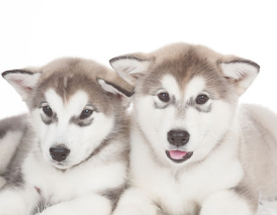Animals. Two puppies Husky white isolated