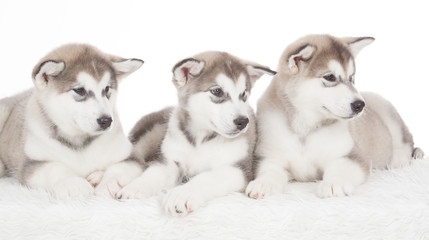 Animals. Three puppies Husky white isolated