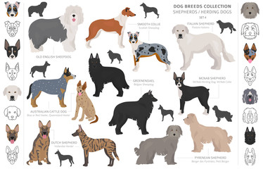 Shepherd and herding dogs collection isolated on white. Flat style. Different color and country of origin