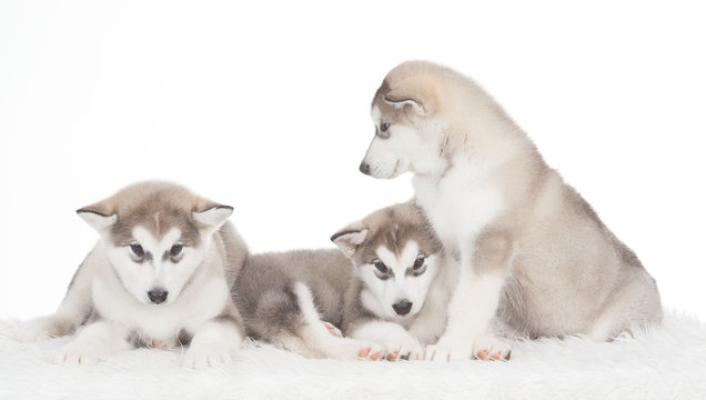 Animals. Three puppies Husky white isolated