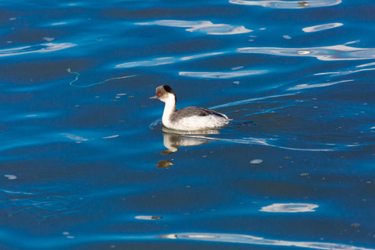 Silvery Grebe (Blanquillo Com&uacute;n) Latin Name: Podiceps Occipitalis
