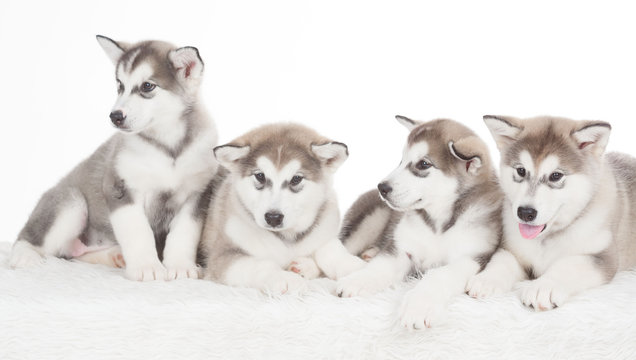 Animals. Four puppies Husky white isolated