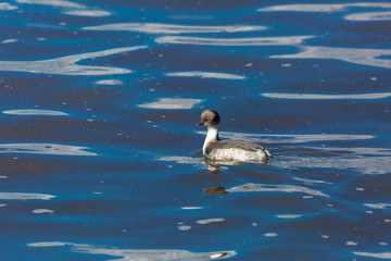 Silvery Grebe (Blanquillo Común) Latin Name: Podiceps Occipitalis