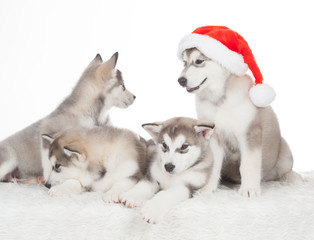 Animals. Four  puppies Husky white isolated, Christmas hat