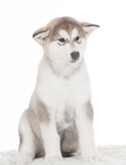 Animals. One puppy Husky white isolated