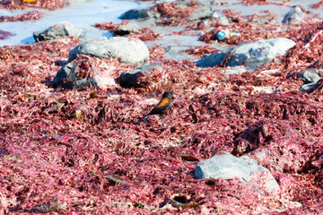 Austral Negrito (macho-male) (Colegial Común) Latin Name: Lessonia Rufa. Tongoy Chile