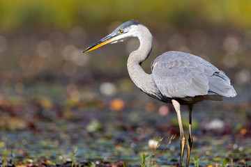 Great Blue Heron foraging in swamp environment