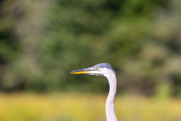 Bright colored Great Blue Heron portrait