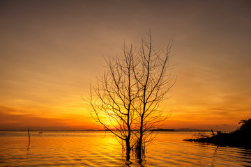 Silhouette image of tree in water at sunset over the lake for background