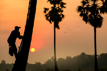silhouette of farmer climbing  sugar palm on a background