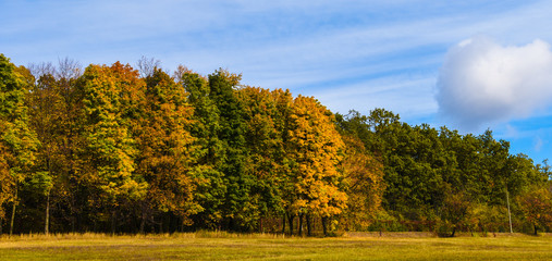 Fototapeta premium Collection of Beautiful Colorful Autumn Leaves. green, yellow, orange, red