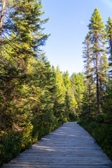 Fototapeta na wymiar Spruce Bog Boardwalk summer landcape with trees and blue skies