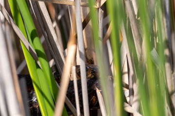Obraz premium Frontal shot of Northern Water snake concealed in reeds