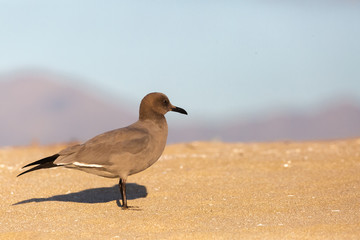 Seagull Garuma (Gaviota Garuma) Latin Name: Leucophaeus modestus. Tongoy Chile