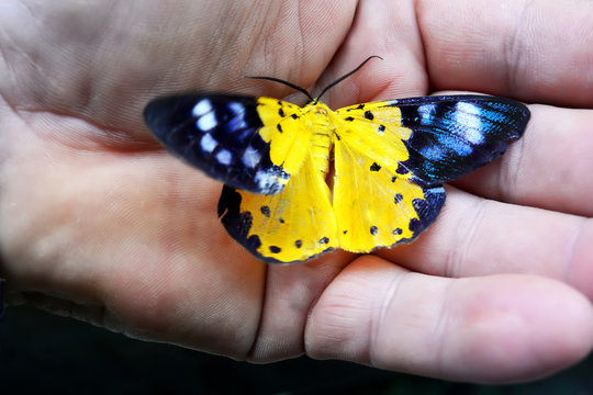 Black and yellow tropical Asian butterfly Dysphania Militaris sitting on the palm of your hand
