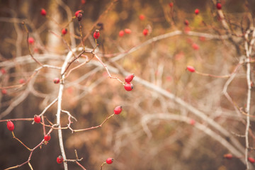 Red rosehip berries autumn background