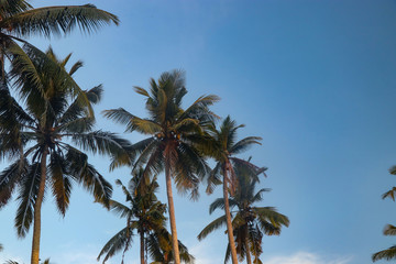 Fototapeta na wymiar Beautiful coconut palms against the blue sky on Bali, Indonesia, Copy space