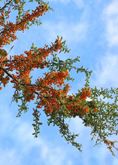 A Branch of a Rowan Tree or Mountain Ash with Orange Berries