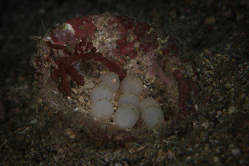 Orangutan Crab (Achaeus japonicus) near eggs of Flamboyant cuttlefishes ( Metasepia pfefferi).  Underwater macro picture from diving in Lembeh Strait, Indonesia 