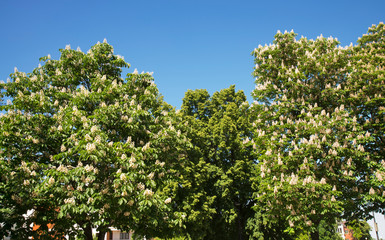 Soviet square in Voronezh. Russia