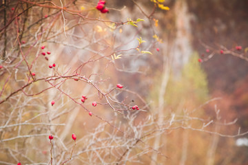 Red rosehip berries autumn background