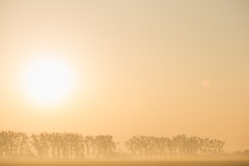 morning foggy yellow on the horizon visible forest