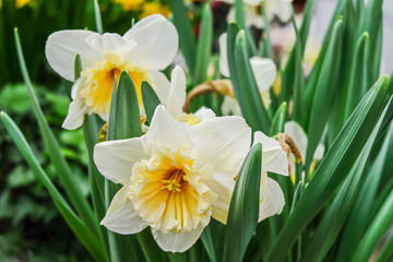White daffodils are fragrant first spring flowers. Narcissus-decoration of spring parks and squares. Used in landscape design.  Close up. - obrazy, fototapety, plakaty