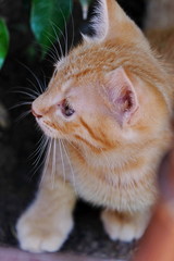 Homeless cat, hungry, unhappy looking plaintively at people passing by. Concept-help homeless animals. hungry, lost, homeless. care for animals. animal shelters.